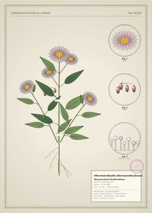 Botanische Tafel: Obermarchtalia obermarchtalensis, eine erfundene Pflanze aus Obermarchtal, gezeichnet wie in einem alten Pflanzenatlas