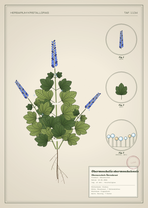 Botanische Tafel: Obermoschelia obermoschelensis, eine erfundene Pflanze aus Obermoschel, gezeichnet wie in einem alten Pflanzenatlas