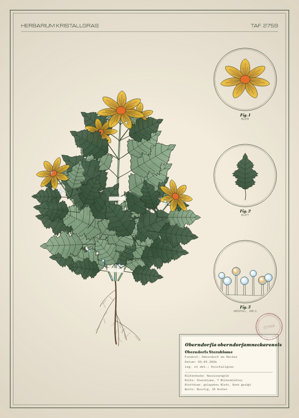 Botanische Tafel: Oberndorfia oberndorfamneckarensis, eine erfundene Pflanze aus Oberndorf am Neckar, gezeichnet wie in einem alten Pflanzenatlas