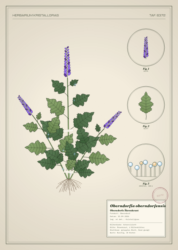 Botanische Tafel: Oberndorfia oberndorfensis, eine erfundene Pflanze aus Oberndorf, gezeichnet wie in einem alten Pflanzenatlas