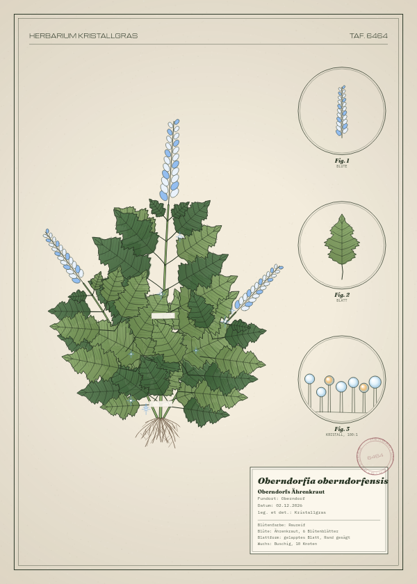 Botanische Tafel: Oberndorfia oberndorfensis, eine erfundene Pflanze aus Oberndorf, gezeichnet wie in einem alten Pflanzenatlas