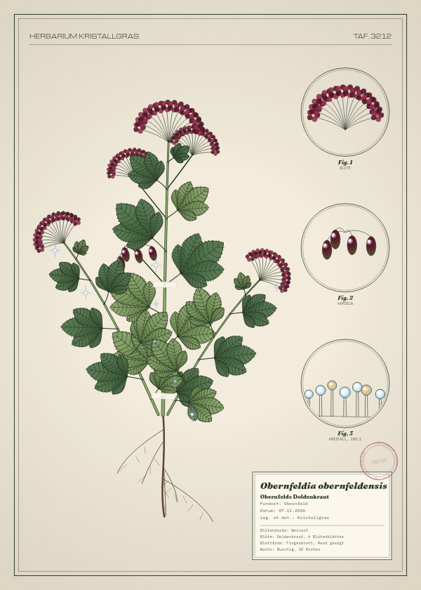 Botanische Tafel: Obernfeldia obernfeldensis, eine erfundene Pflanze aus Obernfeld, gezeichnet wie in einem alten Pflanzenatlas