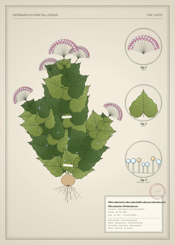 Botanische Tafel: Obernheimia obernheimkirchenarnbachensis, eine erfundene Pflanze aus Obernheim-Kirchenarnbach, gezeichnet wie in einem alten Pflanzenatlas