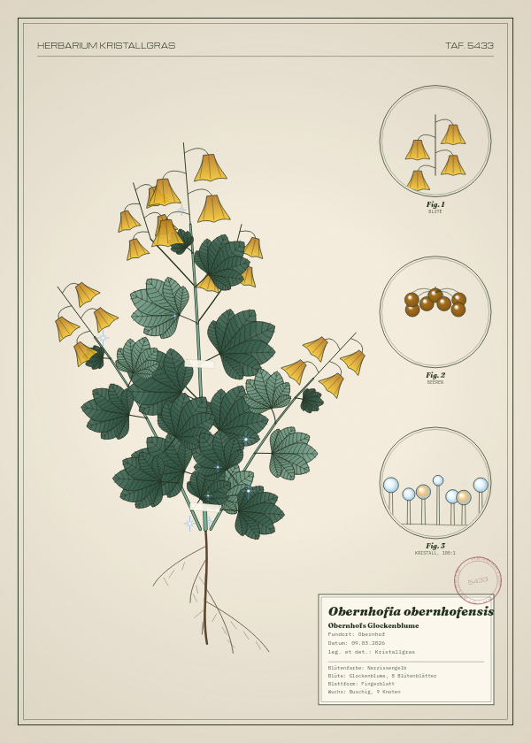 Botanische Tafel: Obernhofia obernhofensis, eine erfundene Pflanze aus Obernhof, gezeichnet wie in einem alten Pflanzenatlas