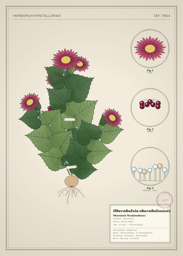 Botanische Tafel: Obernholzia obernholzensis, eine erfundene Pflanze aus Obernholz, gezeichnet wie in einem alten Pflanzenatlas