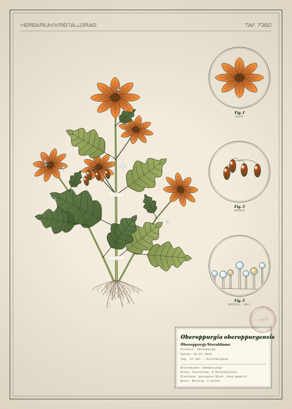 Botanische Tafel: Oberoppurgia oberoppurgensis, eine erfundene Pflanze aus Oberoppurg, gezeichnet wie in einem alten Pflanzenatlas