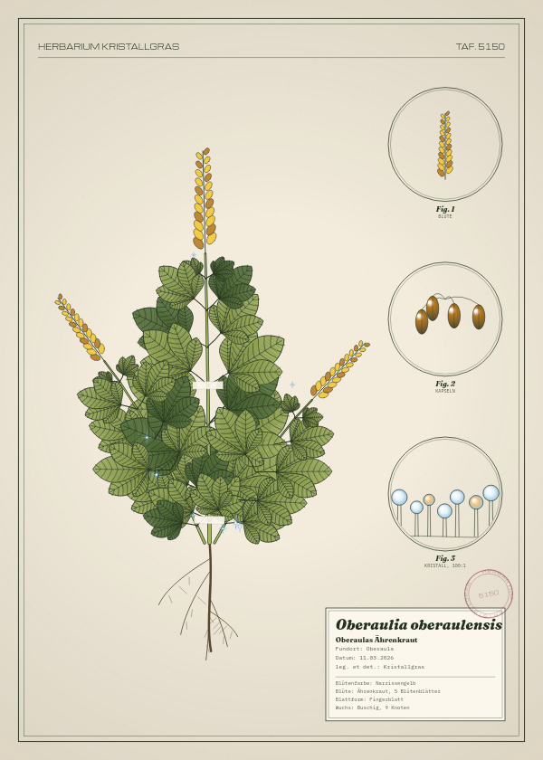 Botanische Tafel: Oberaulia oberaulensis, eine erfundene Pflanze aus Oberaula, gezeichnet wie in einem alten Pflanzenatlas