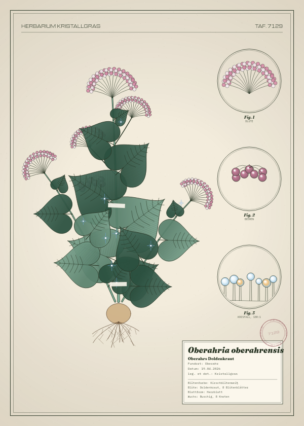 Botanische Tafel: Oberahria oberahrensis, eine erfundene Pflanze aus Oberahr, gezeichnet wie in einem alten Pflanzenatlas
