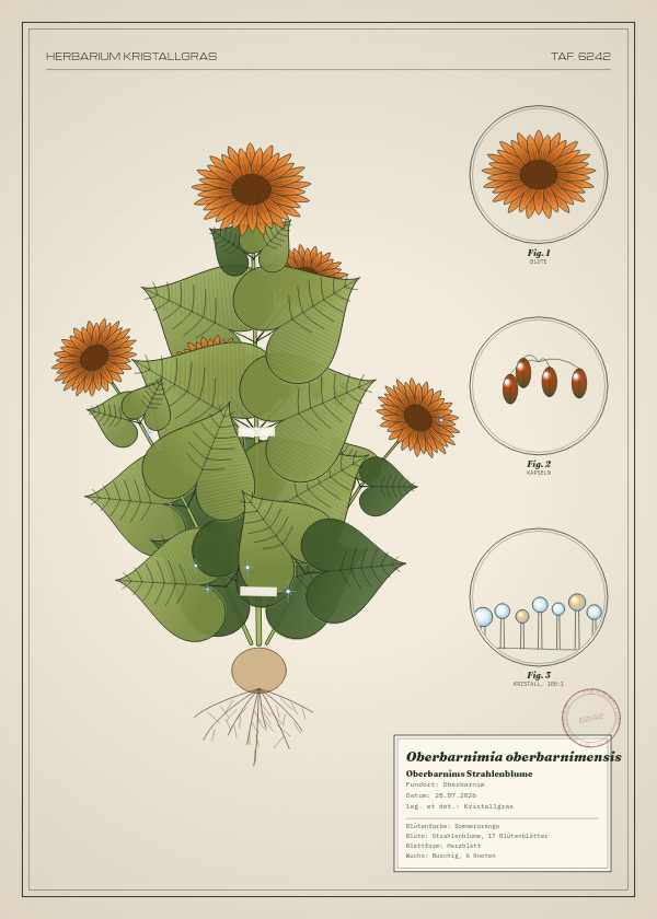 Botanische Tafel: Oberbarnimia oberbarnimensis, eine erfundene Pflanze aus Oberbarnim, gezeichnet wie in einem alten Pflanzenatlas