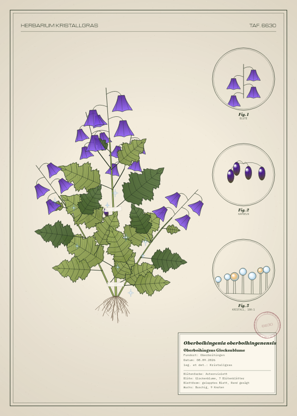 Botanische Tafel: Oberboihingenia oberboihingenensis, eine erfundene Pflanze aus Oberboihingen, gezeichnet wie in einem alten Pflanzenatlas