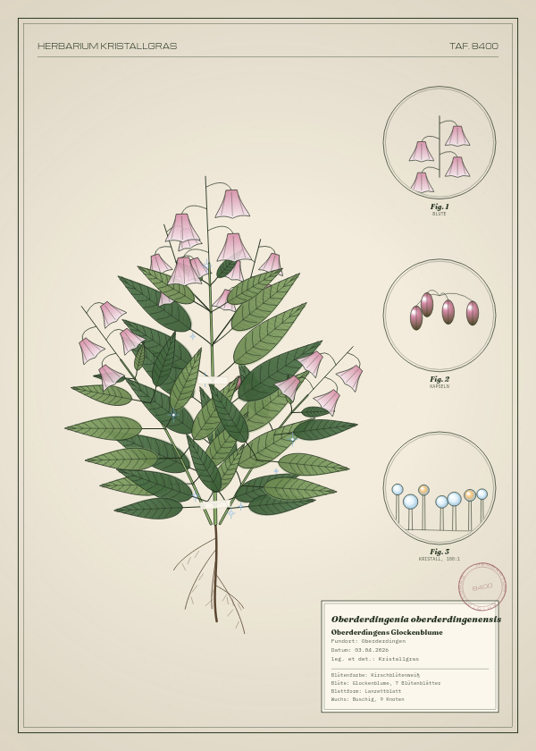 Botanische Tafel: Oberderdingenia oberderdingenensis, eine erfundene Pflanze aus Oberderdingen, gezeichnet wie in einem alten Pflanzenatlas