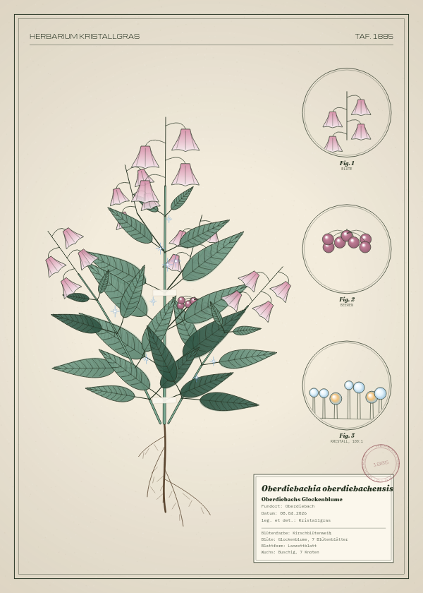 Botanische Tafel: Oberdiebachia oberdiebachensis, eine erfundene Pflanze aus Oberdiebach, gezeichnet wie in einem alten Pflanzenatlas