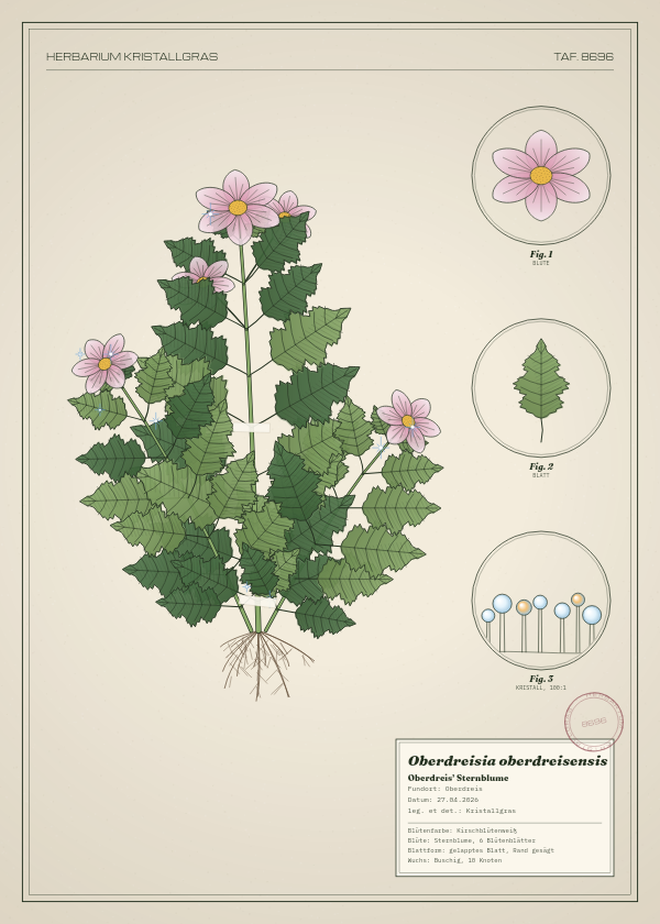 Botanische Tafel: Oberdreisia oberdreisensis, eine erfundene Pflanze aus Oberdreis, gezeichnet wie in einem alten Pflanzenatlas