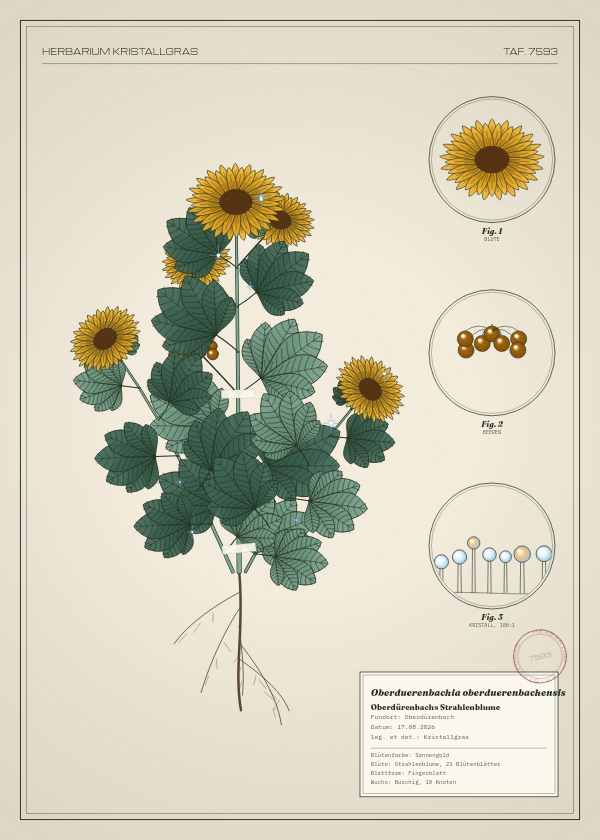 Botanische Tafel: Oberduerenbachia oberduerenbachensis, eine erfundene Pflanze aus Oberdürenbach, gezeichnet wie in einem alten Pflanzenatlas