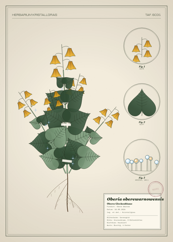 Botanische Tafel: Oberia oberewarnowensis, eine erfundene Pflanze aus Obere Warnow, gezeichnet wie in einem alten Pflanzenatlas