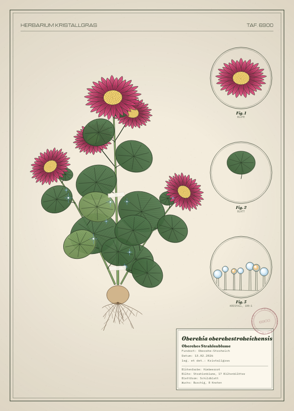 Botanische Tafel: Oberehia oberehestroheichensis, eine erfundene Pflanze aus Oberehe-Stroheich, gezeichnet wie in einem alten Pflanzenatlas