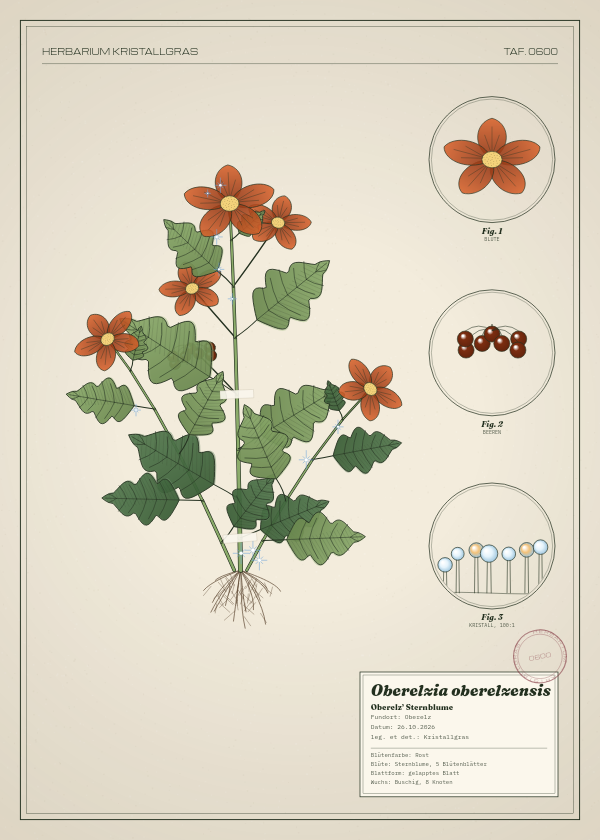 Botanische Tafel: Oberelzia oberelzensis, eine erfundene Pflanze aus Oberelz, gezeichnet wie in einem alten Pflanzenatlas