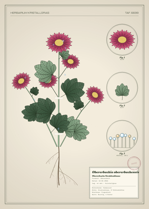 Botanische Tafel: Obererbachia obererbachensis, eine erfundene Pflanze aus Obererbach, gezeichnet wie in einem alten Pflanzenatlas