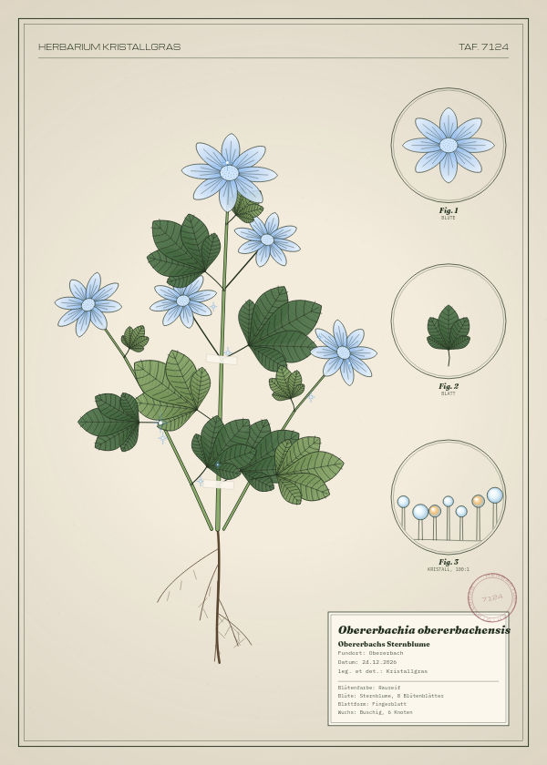 Botanische Tafel: Obererbachia obererbachensis, eine erfundene Pflanze aus Obererbach, gezeichnet wie in einem alten Pflanzenatlas