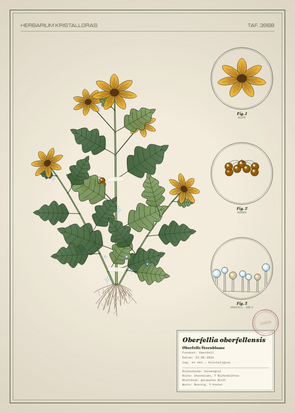 Botanische Tafel: Oberfellia oberfellensis, eine erfundene Pflanze aus Oberfell, gezeichnet wie in einem alten Pflanzenatlas