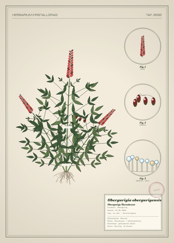 Botanische Tafel: Obergurigia obergurigensis, eine erfundene Pflanze aus Obergurig, gezeichnet wie in einem alten Pflanzenatlas