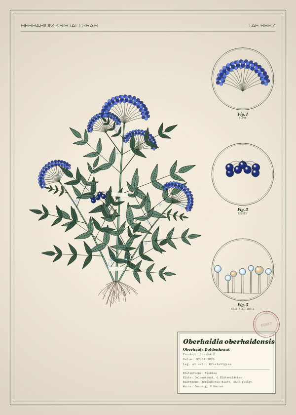 Botanische Tafel: Oberhaidia oberhaidensis, eine erfundene Pflanze aus Oberhaid, gezeichnet wie in einem alten Pflanzenatlas