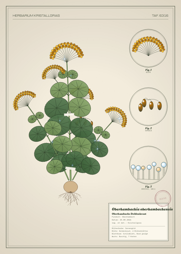 Botanische Tafel: Oberhambachia oberhambachensis, eine erfundene Pflanze aus Oberhambach, gezeichnet wie in einem alten Pflanzenatlas