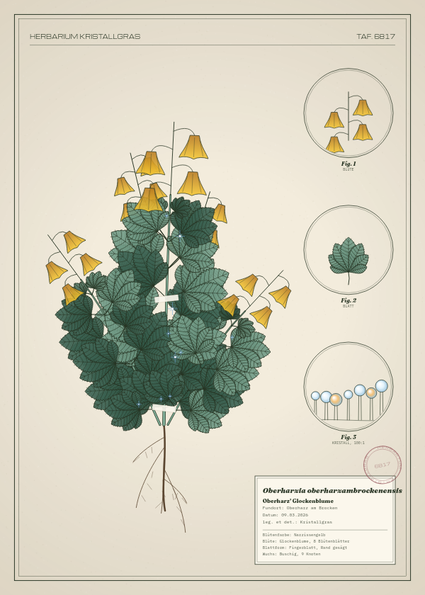 Botanische Tafel: Oberharzia oberharzambrockenensis, eine erfundene Pflanze aus Oberharz am Brocken, gezeichnet wie in einem alten Pflanzenatlas