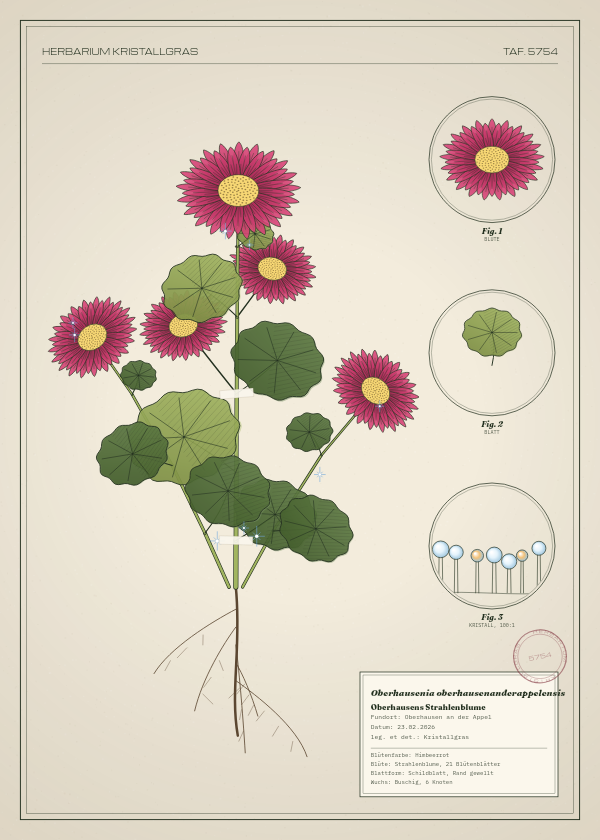 Botanische Tafel: Oberhausenia oberhausenanderappelensis, eine erfundene Pflanze aus Oberhausen an der Appel, gezeichnet wie in einem alten Pflanzenatlas