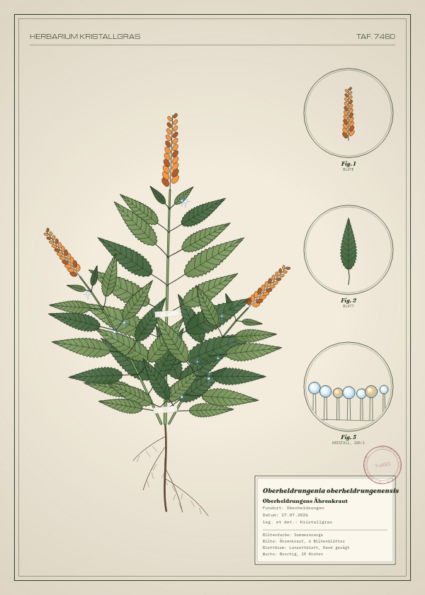 Botanische Tafel: Oberheldrungenia oberheldrungenensis, eine erfundene Pflanze aus Oberheldrungen, gezeichnet wie in einem alten Pflanzenatlas