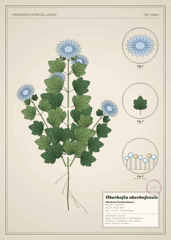 Botanische Tafel: Oberhofia oberhofensis, eine erfundene Pflanze aus Oberhof, gezeichnet wie in einem alten Pflanzenatlas