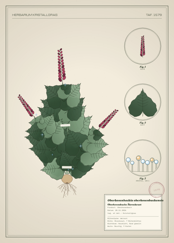 Botanische Tafel: Oberhosenbachia oberhosenbachensis, eine erfundene Pflanze aus Oberhosenbach, gezeichnet wie in einem alten Pflanzenatlas