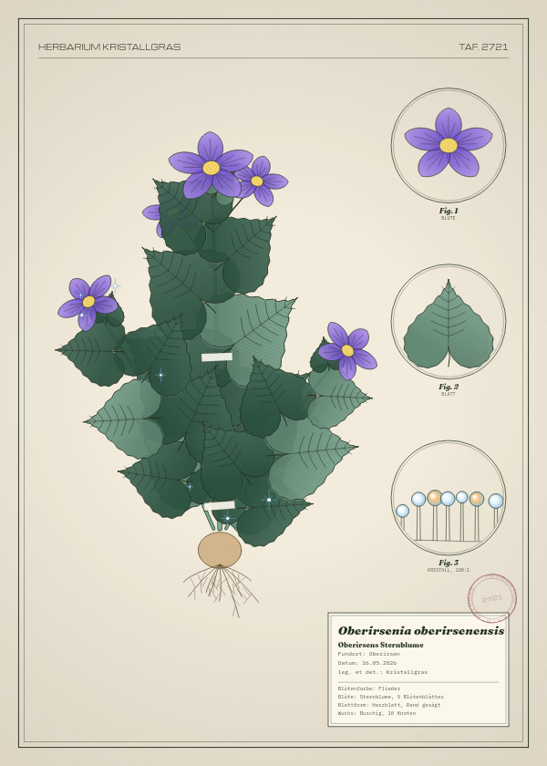 Botanische Tafel: Oberirsenia oberirsenensis, eine erfundene Pflanze aus Oberirsen, gezeichnet wie in einem alten Pflanzenatlas