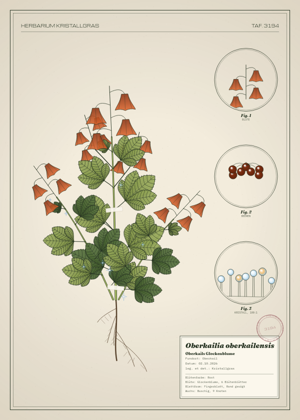 Botanische Tafel: Oberkailia oberkailensis, eine erfundene Pflanze aus Oberkail, gezeichnet wie in einem alten Pflanzenatlas