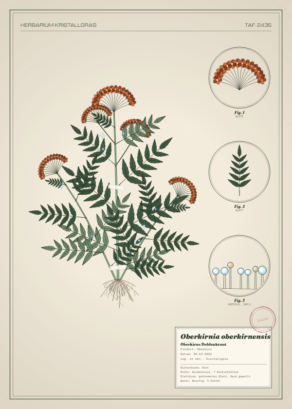 Botanische Tafel: Oberkirnia oberkirnensis, eine erfundene Pflanze aus Oberkirn, gezeichnet wie in einem alten Pflanzenatlas