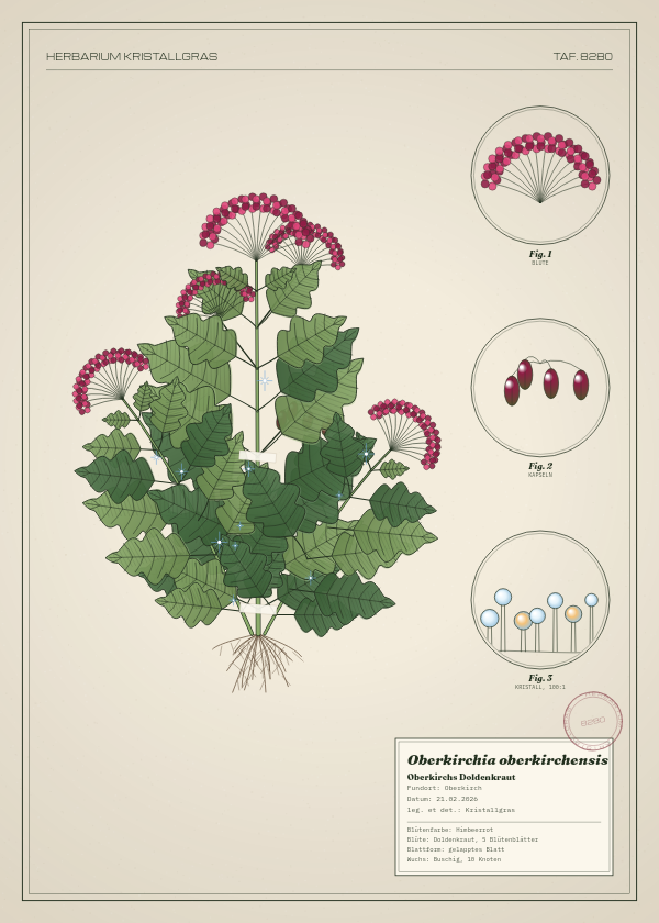 Botanische Tafel: Oberkirchia oberkirchensis, eine erfundene Pflanze aus Oberkirch, gezeichnet wie in einem alten Pflanzenatlas