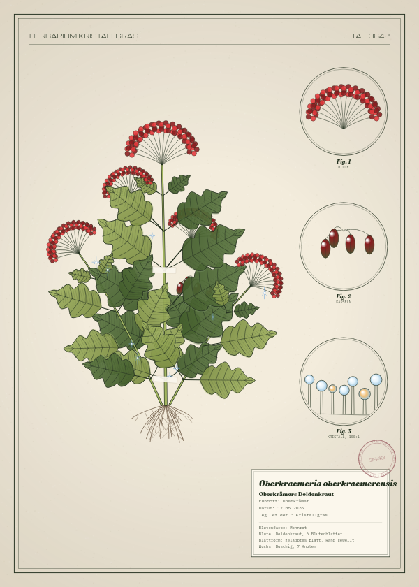 Botanische Tafel: Oberkraemeria oberkraemerensis, eine erfundene Pflanze aus Oberkrämer, gezeichnet wie in einem alten Pflanzenatlas