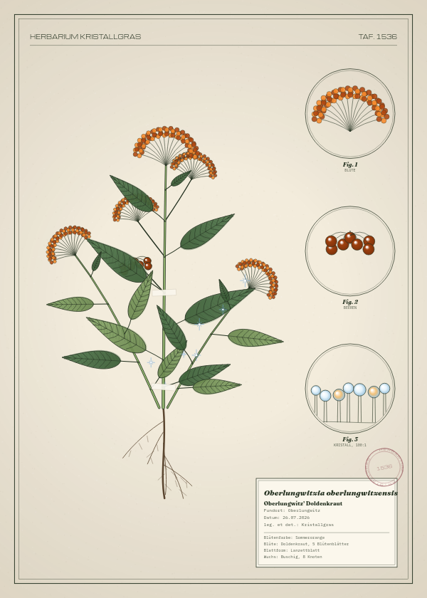 Botanische Tafel: Oberlungwitzia oberlungwitzensis, eine erfundene Pflanze aus Oberlungwitz, gezeichnet wie in einem alten Pflanzenatlas