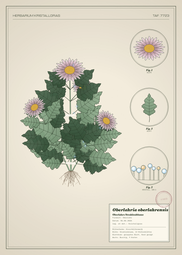 Botanische Tafel: Oberlahria oberlahrensis, eine erfundene Pflanze aus Oberlahr, gezeichnet wie in einem alten Pflanzenatlas