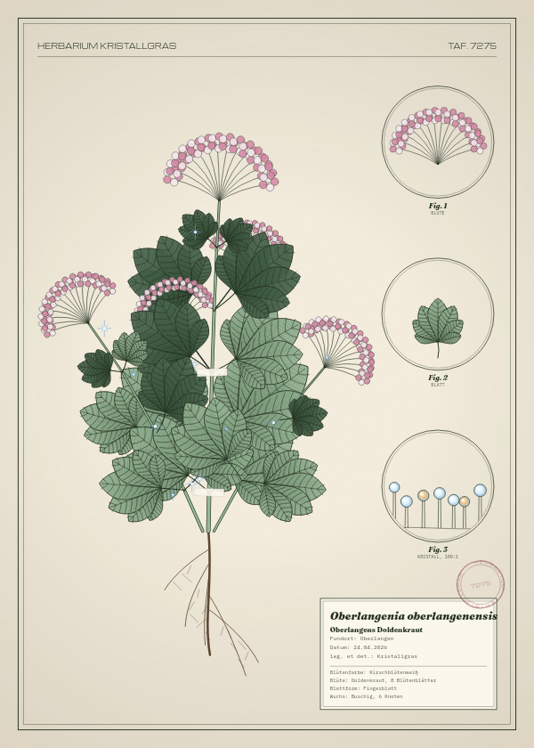 Botanische Tafel: Oberlangenia oberlangenensis, eine erfundene Pflanze aus Oberlangen, gezeichnet wie in einem alten Pflanzenatlas