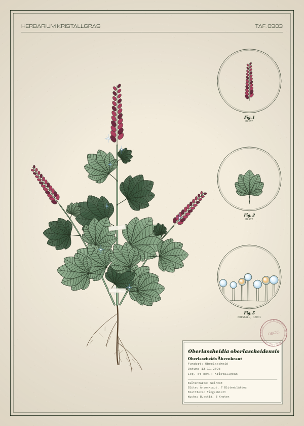 Botanische Tafel: Oberlascheidia oberlascheidensis, eine erfundene Pflanze aus Oberlascheid, gezeichnet wie in einem alten Pflanzenatlas