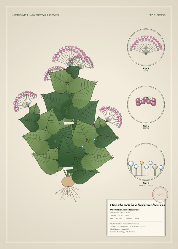 Botanische Tafel: Oberlauchia oberlauchensis, eine erfundene Pflanze aus Oberlauch, gezeichnet wie in einem alten Pflanzenatlas