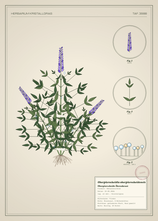 Botanische Tafel: Oberpierscheidia oberpierscheidensis, eine erfundene Pflanze aus Oberpierscheid, gezeichnet wie in einem alten Pflanzenatlas