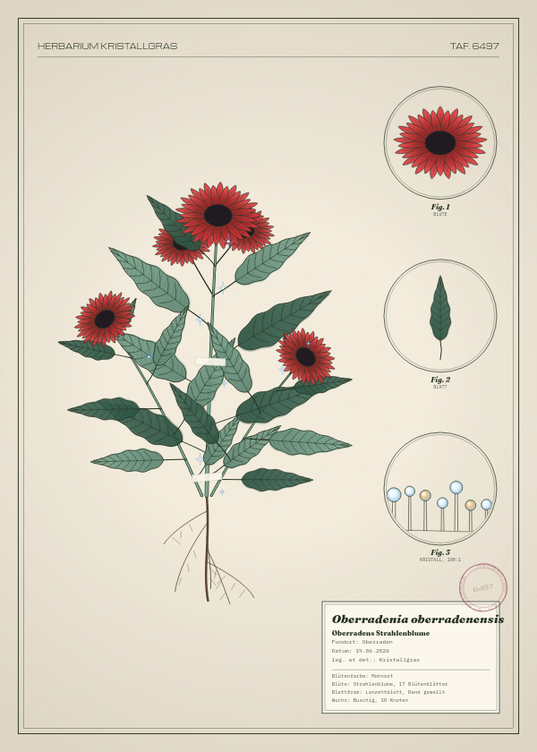 Botanische Tafel: Oberradenia oberradenensis, eine erfundene Pflanze aus Oberraden, gezeichnet wie in einem alten Pflanzenatlas