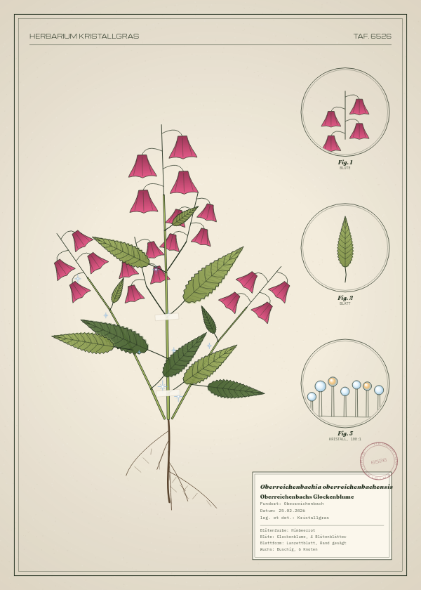 Botanische Tafel: Oberreichenbachia oberreichenbachensis, eine erfundene Pflanze aus Oberreichenbach, gezeichnet wie in einem alten Pflanzenatlas