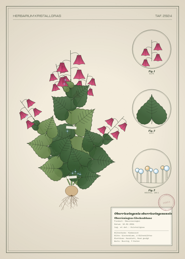 Botanische Tafel: Oberriexingenia oberriexingenensis, eine erfundene Pflanze aus Oberriexingen, gezeichnet wie in einem alten Pflanzenatlas