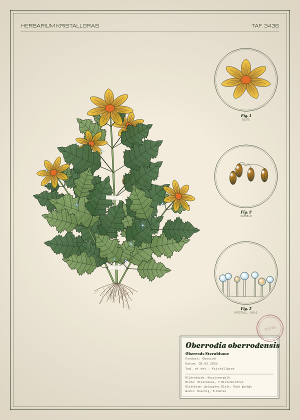 Botanische Tafel: Oberrodia oberrodensis, eine erfundene Pflanze aus Oberrod, gezeichnet wie in einem alten Pflanzenatlas