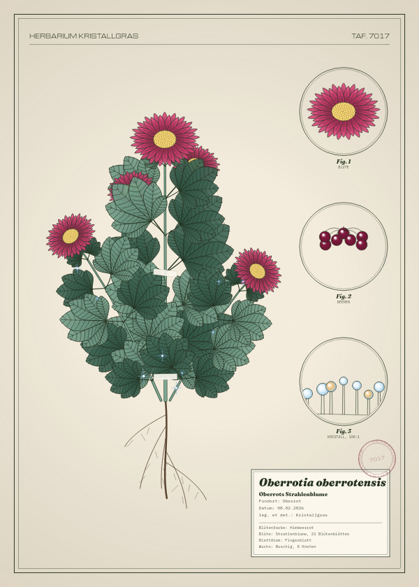 Botanische Tafel: Oberrotia oberrotensis, eine erfundene Pflanze aus Oberrot, gezeichnet wie in einem alten Pflanzenatlas