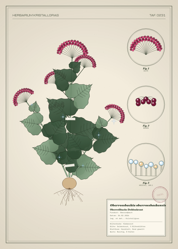 Botanische Tafel: Oberrossbachia oberrossbachensis, eine erfundene Pflanze aus Oberroßbach, gezeichnet wie in einem alten Pflanzenatlas