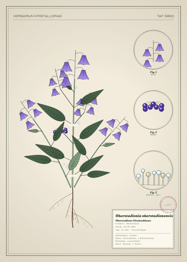 Botanische Tafel: Oberstadionia oberstadionensis, eine erfundene Pflanze aus Oberstadion, gezeichnet wie in einem alten Pflanzenatlas